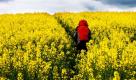 Ein Mann wandert durch ein blühendes Rapsfeld im norddeutschen Kappeln. Auch in Norddeutschland ist kein Frühlingswetter in Sicht.  Foto: ap