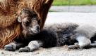 Der kleine Kamelhengst Kalif liegt in Hamburg im Tierpark Hagenbeck neben seiner Mama Samira. Am 15. April 2010 kam er mit einem Gewicht von knapp 40 Kilogramm und einer Größe von 1,10 Metern auf die Welt. Foto: dpa