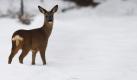 Ein Reh  steht auf einer verschneiten Wiese in Prisdorf im Schnee. Neben Rehen und anderen Wildtieren haben auch zahlreiche Vogelarten durch Eis und Schnee zunehmend Schwierigkeiten bei der Futtersuche. Foto: ddp