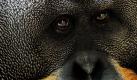Gespannt beobachtet Orang-Utan Toni das Geschehen vor seinem Gehege im Dresdner Zoo. Erforschung und Zucht von Menschenaffen hat im Dresdner Zoo seit 1873 eine besondere Tradition.  Foto: dpa