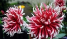 Regentropfen liegen in einem Garten in Düsseldorf auf Dahlienblüten. Die Dahlie stammt ursprünglich aus Mexiko und Guatemala und wurde von den Spaniern nach Europa eingeführt. Sie blüht vom Sommer bis in den Herbst, ist aber nicht winterfest. Wegen ihrer Farbenvielfalt zählt die Dahlie zu den beliebtesten Blumen in den deutschen Gärten. Foto: news.de