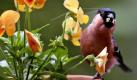 Ein Dompfaff mit einem Schnabel voller Blütensamen sitzt in Hamburg zwischen Topfblumen auf einem Balkon. Foto: ap
