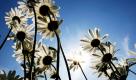 Margeriten recken sich in  Euskirchen, Nordrhein-Westfalen, der Sonne entgegen. Der Frühling meldet sich im Rheinland mit Sonnenschein und Temperaturen um die 20 Grad Celsius zurück. Von der Sonne wird allerdings nur der Norden und Westen verwöhnt. Foto: ap