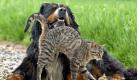 Hunde und Katzen, die sich draußen aufhalten, sollten gegen Tollwut geimpft werden. (Bild: dpa) Foto: dpa