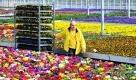 Ein Meer aus Blumen: Ein Mitarbeiter einer Gärtnerei im südbadischen Malterdingen zieht ein mit Stiefmütterchen beladenes Regal durch eine Gärtnerei. Der Frühling lässt allerdings noch auf sich warten - für das kommende Wochenende kündigen die Meteorologen einen erneuten Wintereinbruch an. Foto: dpa