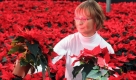 Im Gewächshaus einer Gärtnerei in Barth, Mecklenburg- Vorpommern, sortiert Heike Erdmann blühende Weihnachtssterne. Gut 70.000 Pflanzen verkauft der größte Gartenbaustandort für Topfpflanzen in Mecklenburg-Vorpommern dieses Jahr zur Weihnachtszeit. Foto: ap