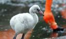 Ein junger Flamingo läuft im Zoo Dresden durch die Anlage. Mit sieben seit Juni geschlüpften Flamingos stellt die Kuba-Flamingo-Kolonie des Zoos einen neuen Rekord auf. Foto: dpa