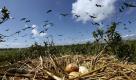 

Pelicans fly past a nest of eggs on an island off the the coast of Louisiana, Saturday, May 22, 2010. The island, which is home to hundreds of brown pelican nests as well at terns, gulls and roseated spoonbills has been impacted by oil from the Deepwater Horizon Oil Spill. (AP Photo/Gerald Herbert) Foto: ap