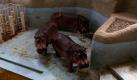 Der Zoo von Tripolis und seine Tiere haben unter dem Krieg gegen das Regime Gaddafis zu leiden. Der Zoo war einmal eines der beliebtesten Ausflugsziele für Familien. Heute finden Besucher auf dem 45 Hektar großen Gelände nur noch Staub, verdorrtes Gras und apathische Tiere.  Foto: dapd