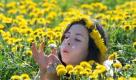 Model Karolin Thieme pustet auf einer Wiese mit Löwenzahn bei Bölkow für eine Fotoillustration die Samen einer verblühten Löwenzahnpflanze durch die Gegend. Sonniges und trockenes Wetter lässt die auch als Pusteblume bekannte Pflanze derzeit auf vielen Wiesen und Feldern in Mecklenburg-Vorpommern blühen. Wenn der Löwewenzahn im Sommer verblüht entsteht der Samen der Pflanze, welcher wie ein Fallschirmchen durch den Wind in die Ferne getragen wird, damit sich die Pflanze vermehren kann.
 Foto: dapd