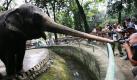 Philippinische Fotojournalisten fotografieren den 35-jährigen Elefanten Mali im Zoo von Manila. Foto: dpa