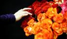 Eine Messebesucherin berührt auf der Internationalen Pflanzenmesse (IPM) in Essen einen Bund Rosen. Zum 28. Mal ist die Ruhrmetropole Gastgeber der weltgrößten Messe für Pflanzen, Technik, und Floristik. Foto: ddp