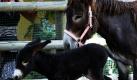 Ein Eselfohlen der Rasse Pitou namens Richelieu, das am letzten Freitag zur Welt kam, spaziert mit seiner Mutter Orelia im Außengehege des Zoos von Schönbrunn in Wien umher. Pitoi-Esel sind eine stark gefährdete Rasse. Foto: ap
