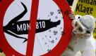 Ein Aktivist des Online-Netzwerks Campact protestierte in Braunschweig vor dem Verwaltungsgericht gegen einen Eilantrag des US-Saatgutkonzerns Monsanto, das Verbot des Anbaus des sogenannten Genmais MON 810 aufzuheben. Mitte April hatte Bundeslandwirtschaftsministerin Ilse Aigner (CSU) den umstrittenen Anbau von sogenanntem Genmais verboten.
 Foto: ddp