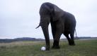 Afrika ist weiterhin voll im Fußballfieber  so wie dieser afrikanische Elefant im Knyasa Elephant Park. Foto: dpa