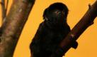 Springtamarin Anton sitzt im Tierpark in Chemnitz nach seiner Vorhersage des Sieges der Mannschaft von Ghana beim letzten Gruppenspiel bei der Fußball-Weltmeisterschaft in Südafrika gegen Deutschland auf einem Ast in seinem Gehege. Die Tiere sollen durch die Wahl zwischen zwei Futtermöglichkeiten die Fußball-Ergebnisse orakeln. Die letzten Spiele sagten ein Zwergflusspferd und ein Stachelschwein voraus, die beide mit ihren Prognosen falsch lagen. Hoffentlich bewährt sich das falsche Tippen auch diesmal. Foto: ddp