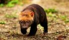Eines von vier im Januar geborenen Waldhund-Jungtieren erkundet sein Gehege im Tierpark Berlin. Ursprünglich bewohnen die Waldhunde, die mit ihrer Gestalt an einen kurzohrigen und kurzschwänzigen Dackel erinnern, die Wälder des nördlichen Südamerikas.  Foto: dpa