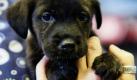 Der Neugeborene Welpe Lilly wird nach einer Impfung von der Leiterin der Tierunterkunft Lenoir County Animal Shelter Kriston Gurgnaious in Kinston, North Carolina, gehalten. Aus überfüllten Tierheimen wie diesem im Süden werden viele Tiere, wie auch Lilly, in den Norden des Landes gebracht, wo mehr Kapazitäten vorhanden sind, damit nicht eingeschläfert werden muss.  Foto: dapd
