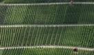 Die Weinberge am Hang des Hohenneuffen bei Neuffen. Die Weinberge liegen bis über 500 Meter hoch und gehören damit zu den am höchsten gelegenen Weinbergen in Deutschland. Der Weinbau in Neuffen wird erstmals 1239 urkundlich erwähnt. Foto: ddp
