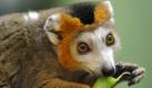 Affe (Foto)