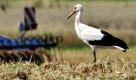 Ein Storch steht bei seiner Futtersuche in der Nähe des brandenburgischen Neuhardenberg am Rande eines abgeernteten Getreidefeldes. Fast dreiviertel der deutschen Storche haben ihr Nest im Osten des Landes. Foto: dpa