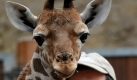 Im Duisburger Zoo wird ein kleiner Giraffenbulle mit der Flasche großgezogen, nachdem er von seiner Mutter verstoßen wurde. Neun Liter Milch, hergestellt aus Milchpulver, verspeist die kleine Giraffe täglich. Foto: dpa
