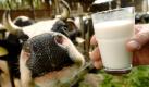 Milch gibt die Kuh, aber auch die Sojabohne. Sie ist längst in allen Supermärkten und den meisten Discountern zu haben. Allerdings gibt es geschmackliche Unterschiede, der nussige Geschmack der Hülsenfrucht tritt mal mehr, mal weniger stark zutage. Besonders relevant ist das beim Cappuccino. Foto: dpa