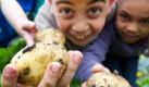 Mert (von links nach rechts) und Ema, Schüler der Klasse 2b der Grundschule In der Wüste, zeigen in einem Kleingarten in Osnabrück selbst angebaute Kartoffeln. Ein neues Bildungsprojekt, unterstützt durch die Deutsche Bundesstiftung Umwelt (DBU) und die Niedersächsische Bingo-Umweltstiftung soll in Schulen Bewusstsein für Artenvielfalt bei Nahrungsmitteln wecken.  Foto: dpa