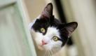 Streunende Katzen in Urlaubsländern wie Spanien oder Griechenland übertragen gefährliche Pilzsporen, die beim menschen zum Haarausfall führen. Foto: dpa