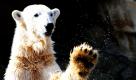 Eisbär Knut blickt im Zoologischen Garten in Berlin in die Welt. Die schöne Kinder- und Jugendzeit ist für den Eisbärstar schon bald und endgültig vorbei. Der nächste Schritt ins Leben steht bevor  er wird Zuchtbulle. Foto: dpa