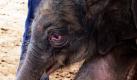 Elefant (Foto)