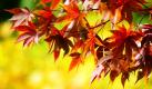 Herbstlich gefärbte Blätter hängen bei freundlichem, aber kühlen Herbstwetter im Großen Garten in Dresden an einem Ahornbaum. Das sonnig-kühle Herbstwetter soll zumindest in Sachsen noch bis Samstag anhalten, bevor ab Montag wohl wieder mit Regen zu rechnen ist. Foto: dapd