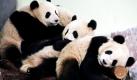 Panda-Jungtiere schmiegen sich in dem Zoo in Schanghai, China, aneinander. Bei der diesjährigen Expo in Schanghai werden zehn von ihnen zu sehen sein.
 Foto: ap