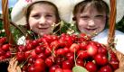 Nadja (l) und Michelle - beide vier Jahre alt - aus Neu Fahrland bei Potsdam schauen am Donnerstag (08.06.2006) auf dem Obstgut Marquardt (Potsdam-Mittelmark) stolz durch den Henkel eines Korbes voller Süßkirschen. Zum Ernten sind sie noch zu klein - sie haben pflücken lassen. - Am kommenden Wochenende (10./11.06.2006) zur 12. Brandenburger Landpartie beginnt in Brandenburg die Süßkirschen-Selbsternte. Auf Grund des kühlen Wetters in den letzten Wochen sind noch nicht alle Süßkirschen reif. Wenn das Wetter mit strahlender Sonne so bleibt, ist damit zu rechnen, dass bald auf allen Bäumen geerntet werden kann. Foto: Nestor Bachmann dpa/lbn +++(c) dpa - Bildfunk+++ Foto: dpa