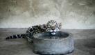 Ein Leoparden-Junges macht ein Schläfchen auf einem Wasserschälchen im Zoo von Shanghai. Schwitzen muss es dabei nicht, denn der Käfig des Wildkätzchens ist mit einer Klimaanlage ausgestattet. Foto: ap