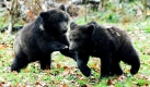 Die Jungbären Mascha und Mischa tollen in ihrem neuen Gehege im Tierpark Dählhölzli in Bern herum.  Foto: ap
