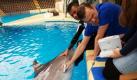 Mitarbeiter des Delfinariums in Brügge untersuchen den schwangeren Delfin Roxanne mit Ultraschall. Roxanne erwartet Zwillinge, berichteten die Mitarbeiter. Foto: dpa