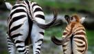 Das Zebrafohlen Slash (rechts) und seine Mutter Sandy spazieren durch ihr Gehege im Zoom Zoo in Gelsenkirchen. Slash erblickte erst vor einigen Tagen das Licht der Welt, was an seinem weichen Babyfell gut zu erkennen ist. Das Fohlen ist das erste Zebrajunge in dem Tierpark seit sechs Jahren. Die Streifen, die jedes Zebra individuell schmücken, sorgen für die perfekte Tarnung in der flimmernden Luft in der afrikanischen Savanne. Foto: ap