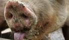 Furzendes Schwein löst Gas-Alarm aus (Foto)