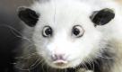 Frohes Neues, Heidi! Das schielende Opossum aus dem Leipziger Zoo begrüßt wie so viele mit leicht angeschlagener Optik das Jahr 2011. Foto: dapd