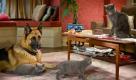 In this film publicity image released by Warner Bros., animal characters, Diggs, voiced by James Marsden, left, and Catherine, voiced by Christina Applegate, right, are shown in a scene from, 'Cats  Dogs: The Revenge of Kitty Galore.' (AP Photo/Warner Bros.) Foto: ap
