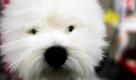 Es ist klein, es hat Knopfaugen, es ist  kein Teddy, sondern Danny, ein dreijähriger West Highland Terrier, der sich bei der Westminster Hundeshow in New York eine Pause gönnt. Foto: ap
