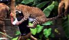 Im indischen Dorf Prakash greift ein ausgewachsener Leopard einen Wildhüter an. Die Wildkatze war vermutlich aus einem nahegelegenen Naturpark geflohen und sorgte für Panik unter der Bevölkerung. Mehrere Wildhüter versuchten das Tier einzufangen und zu betäuben, was sich aber als schwierig herausstellte. Die verängstigte Wildkatze wehrte sich nach Kräften. Letztendlich gelang der rettende Schuss und die Katze sank betäubt zu Boden. Das Tier verstarb allerdings später in einer Tierklinik. Sechs Menschen wurden verletzt.  Foto: dapd