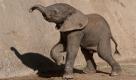 Der kleine Dickhäuter gehört zu den Tierkindern des Zoos in San Diego. Nur einen Namen hat das kleine Schwergewicht noch nicht. Foto: ap