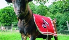 Und nun also Hennes VIII. Macht er es aus Unerfahrenheit seinem Vorgnger einfach nach? Oder fhrt er den FC in goldene Zeiten? Die letzten Erfolge fr den Klner Klub liegen jedenfalls schon lange zurck. Letzter Meistertitel: 1978. Letzter DFB-Pokalsieg: 1983. Neuer Bock, neues Glck?
 Foto: FC Köln