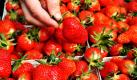 Seit dieser Woche werden in Bahlingen in Südbaden die ersten (foliengeschützten) Erdbeeren geerntet. Die vor Kälte schützende und bei Sonne wärmesteigernde Folie macht eine etwa vier Wochen frühere Ernte möglich.  Foto: dpa