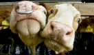 Damit auch immer genug Fleisch für den Sonntagsbraten oder das Grillfest vorhanden ist, werden in Massentierhaltung Rinder gemästet ... Foto: dpa