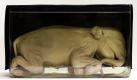 Das vom Braunschweiger Naturhistorischen Museum «Goethes Elefantenembryo» genannte Exponat ist eines von bisher nicht zugänglichen Ausstellungsstücken, die nun im Rahmen des Museumsumbaus im kommenden Jahr aus den Magazinen geholt werden sollen. Foto: dapd