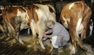 Bäuerin Maria Stiegeler melkt auf ihrem Hof in Wagensteig im Schwarzwald eine der 28 Milchkühe des Betriebes. Die Milch wird derzeit aber nicht abgeliefert. Seit Anfang der Woche haben sich viele Betriebe im Umkreis von Freiburg dazu entschlossen, ihre Milch nicht mehr auszuliefern. Die Bauern fordern nachdrücklich eine Stabilisierung der Milchpreise. Die EU plant stattdessen die Milchquote kippen. Foto: ap