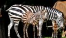 Ein noch namenloses Steppenzebra-Baby steht im Zoo von Hannover neben seiner Mutter Danny. Das Fohlen kam am 29. Mai zur Welt und wog bei der Geburt etwa 30 Kilogramm. Foto: ddp